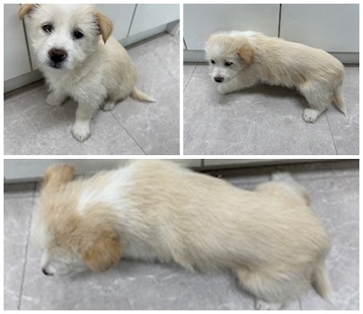 논산시 동물보호센터_444454202401135